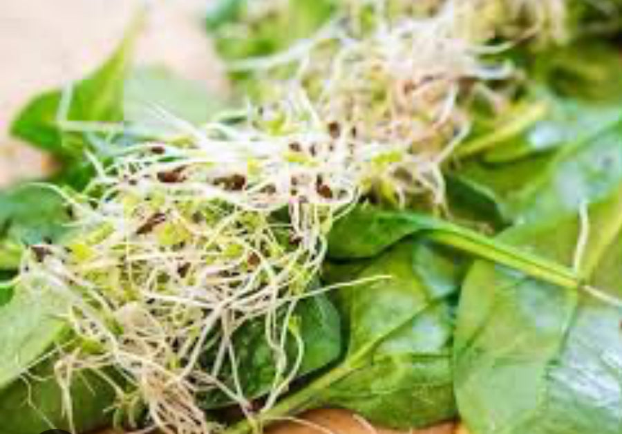 JÄRN 20MG - 60 VEGANSKAPSLAR